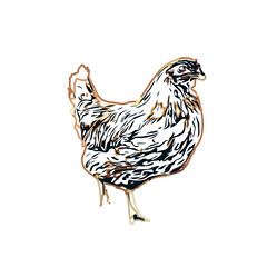 Color sketch of a hen with transparent background