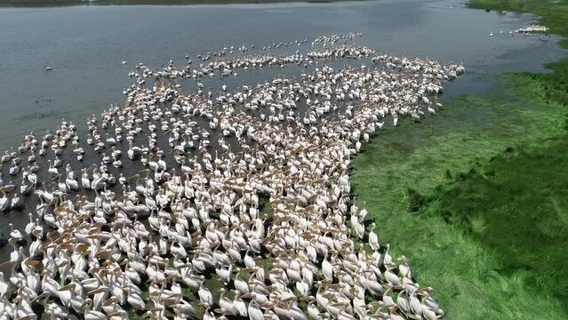 Manyas Bird Paradise, Balikesir. The pelican colony swims in the lake. Aeria view drone shot.
