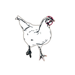 Color sketch of a hen with transparent background