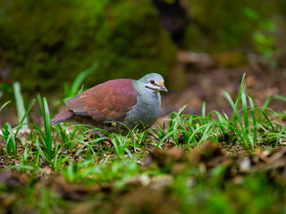 Buff-fronted Quail-Dove foraging on ground
