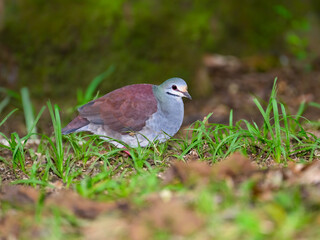 Buff-fronted Quail-Dove foraging on ground