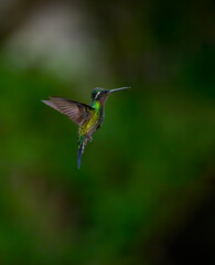 Fototapeta na wymiar Purple-throated mountaingem Hummingbird in flight against green background