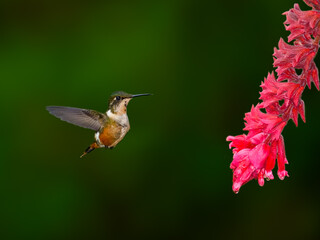 Magenta-throated Woodstar Hummingbird in flight collecting nectar from pink orchid flower on green background