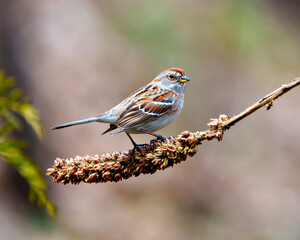 American Tree Sparrow Photo and Image. Sparrow close-up side view perched on a dried mullein stalk plant in its environment and habitat surrounding with a blur background.