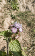 Parthenium plant with purple pink blossom - Agricultural weed