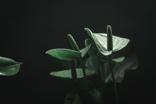 Green anturios with low ligh and faded green at home.