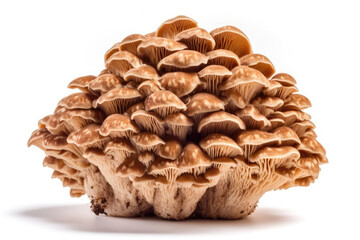 Agarikon Mushroom Laricifomes Officinalis On A White Background. Generative AI