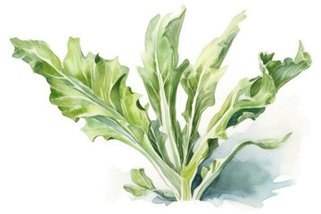 Beautiful Watercolor Drawing Endive On A White Background, Minimalist Style. Generative AI