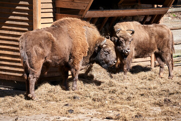 Two European bison at the pasture on the island of Wolin