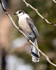 Gray Jay Photo and Image. Close-up profile view perched on tree branch with a blur forest background in its environment and habitat surrounding, displaying grey feather plumage wings and tail.