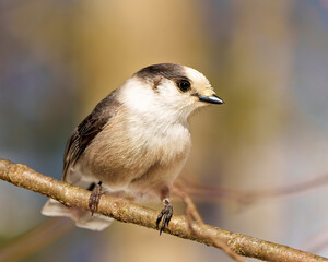 Grey Jay Photo and Image. Profile front view perched on tree branch with a blur forest background in its environment and habitat, displaying grey feather plumage wings and tail. Jay Picture.