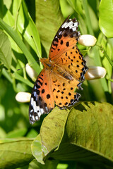 closeup the beautiful orange black color butterfly hold on the grapes fruit with plant soft focus natural green brown background.