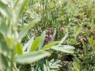 A Common fumitory or Fumy grown in a gram field.
