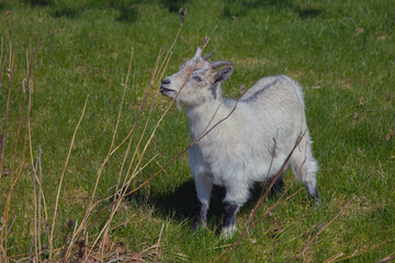 young little baby goat white baby animal dairy farm agriculture