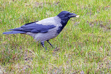 One common bird Corvus monedula in spring meadow