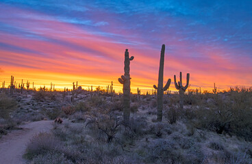 Obraz premium Sunrise Skies Along A Desert Hiking Trail In Arizona