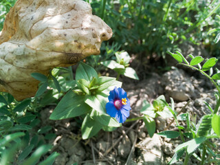 High angle close shot of a Scarlet pimpernel flower grown on a wheat field.