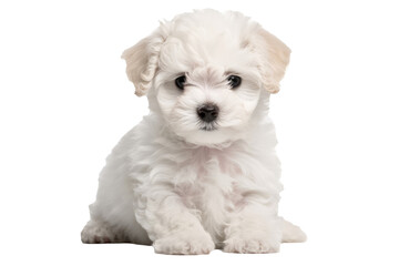 Obraz premium Bichon Frise Dog Puppy. On An Isolated Transparent Background, Png. Generative AI