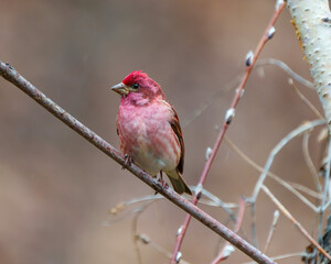 Purple Finch Photo and Image. Finch male close-up front view, perched on a branch displaying red colour plumage with a blur background in its environment and habitat surrounding.
