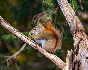 Naklejka na ściany i meble Squirrel Photo and Image. Close-up side view standing on a tree branch with a soft blur forest background in its environment and habitat surrounding,