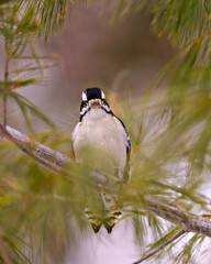 Woodpecker Photo and Image.  Close-up front view with a blur coniferous background in its environment and habitat surrounding.
