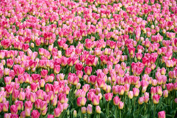 White yellow with pink tulip on a large bulb field