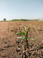 Defocused low angle shot of an aquatic plant with horizon in the background.