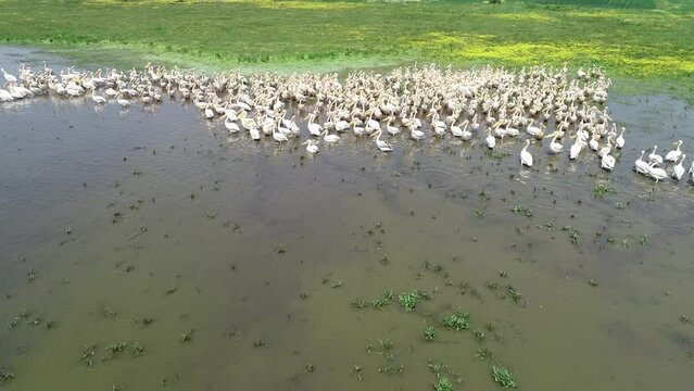 Manyas Bird Paradise, Balikesir. The pelican colony swims in the lake. Aeria view drone shot.