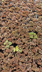 Portrait mode shot of aquatic plants - ecology concept.