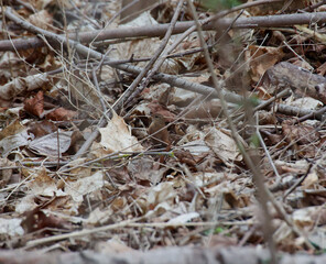 Ein Zaunkönig sitzt versteckt im Unterholz eines Waltgebietes.