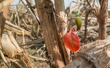 Close shot of a small red leaf grown on dried wild plant - endurance concept.