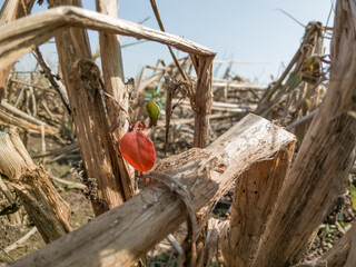 Dried aquatic plants in the middle of a swampy land and one red leaf.