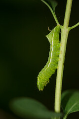 Die Raupe einer Pyramideneule, Amphipyra pyramidea auf einem Blatt.
