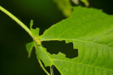Ein Seidigerr Glanzrüssler, Polydrsusus formosus auf einem Blatt.