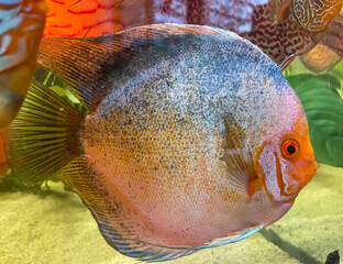 Portrait Aufnahme von Diskusfische im Aquarium, Amazonas Aquarium.
