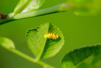 Auf der Unterseite eines Blattes sind viele gelbe Eier von Schmetterlinge oder anderen Insekten angebracht.