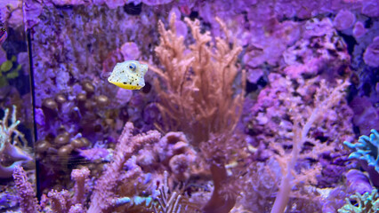 Naklejka na ściany i meble Unterschiedliche Arten von Korallen in einem Meerwasseraquarium.
