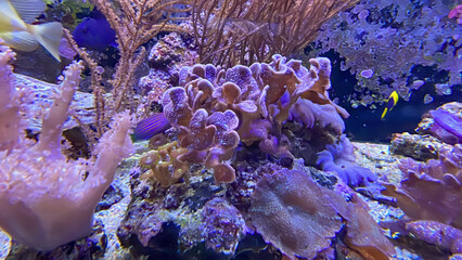 Unterschiedliche Arten von Korallen in einem Meerwasseraquarium.
