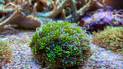 Eine Koralle, Affenhaar, Briareum sp. 'Green'. Krustenartig wachsende Koralle mit lilafarbenen...