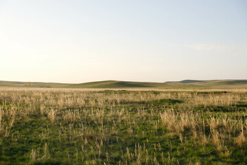 Fototapeta na wymiar Green grass fields. Beautiful landscape.