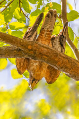 A Honey Buzzard just taking off from a tree