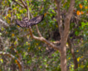 A Honey Buzzard in flight