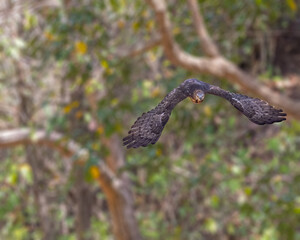 A Honey Buzzard flying with horizontal wings