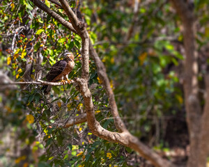 A Crested Honey Buzzard resting on a tree