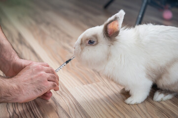 A man gives a rabbit medicine from a syringe. Bunny drinks from a syringe. 