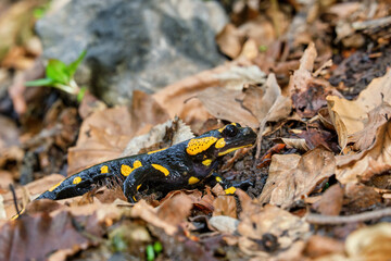 A fire salamander (Salamandra salamandra) with a small Sciaridae (dark-winged fungus gnats) on its snout.