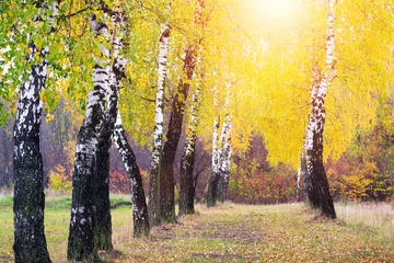  Birch grove with yellow trees on a sunny day © Volodymyr
