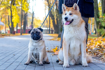 Two dogs  of breed   pug and akita in the autumn park while walking near his mistress