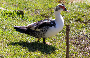Photograph of a beautiful duck in the park.