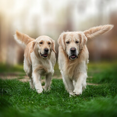 two golden retrievers walking on green grass spring and pet